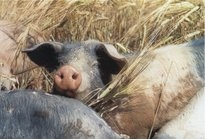 Abbildung: Labonca Biohof