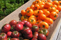 Tomatenvielfalt bei Hofmanns
