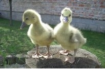 junge Weidegänse
